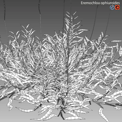 Eremochloa ophiuroides - wild — Ver 7