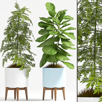 PLANT SET - 77 — Ver 1