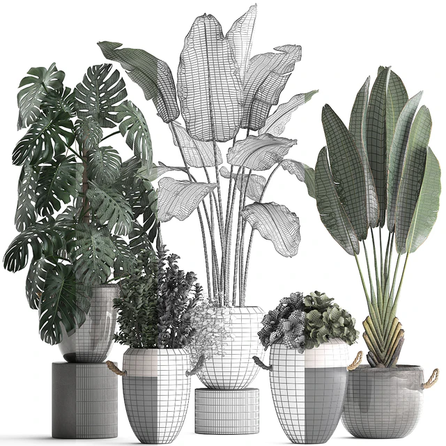 Plant Collection 396. Banana palm, banana, strelitzia, monstera, indoor plants, ravenala, stylish, strelitzia, bushes — Descargar