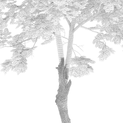Fraxinus excelsior 02 — Ver 6