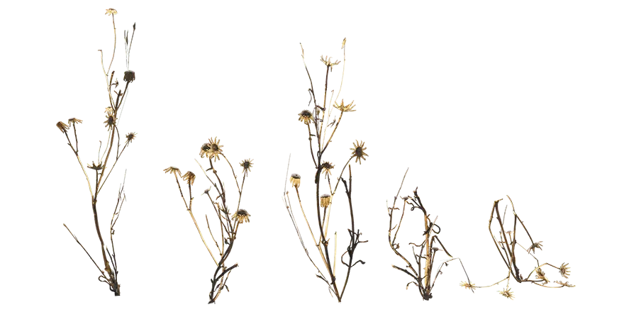 desert plant 001 — Скачать