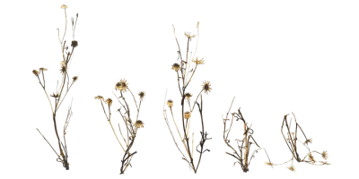 desert plant 001 — download