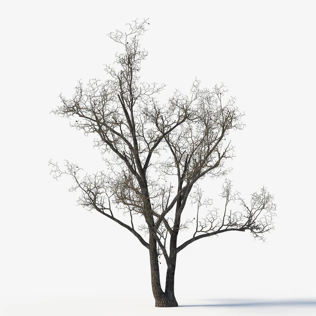 Old poplars — Descargar