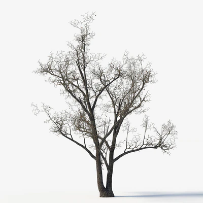 Old poplars — Ver 4