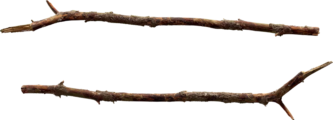 common spruce branch 004 — Descargar