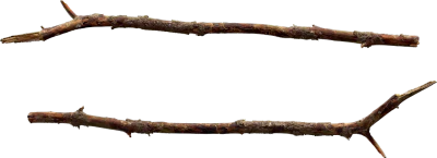 common spruce branch 004 — Descargar