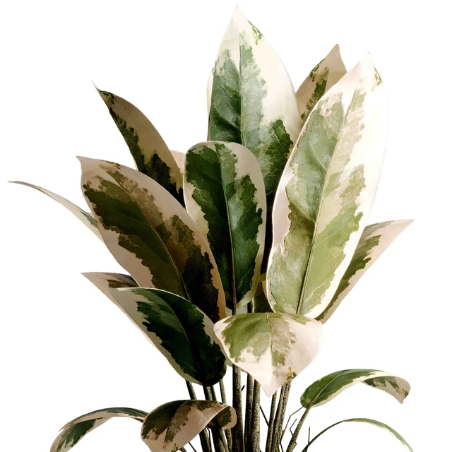 Benjamin Plant - indoor plant set 495 concrete old vase — Descargar