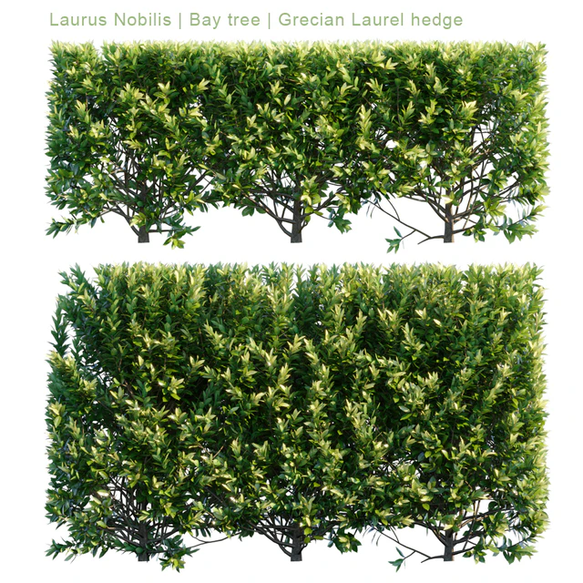 Laurus Nobilis | Bay tree | Grecian Laurel hedge — Скачать