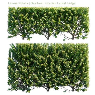 Laurus Nobilis | Bay tree | Grecian Laurel hedge — Вид 1
