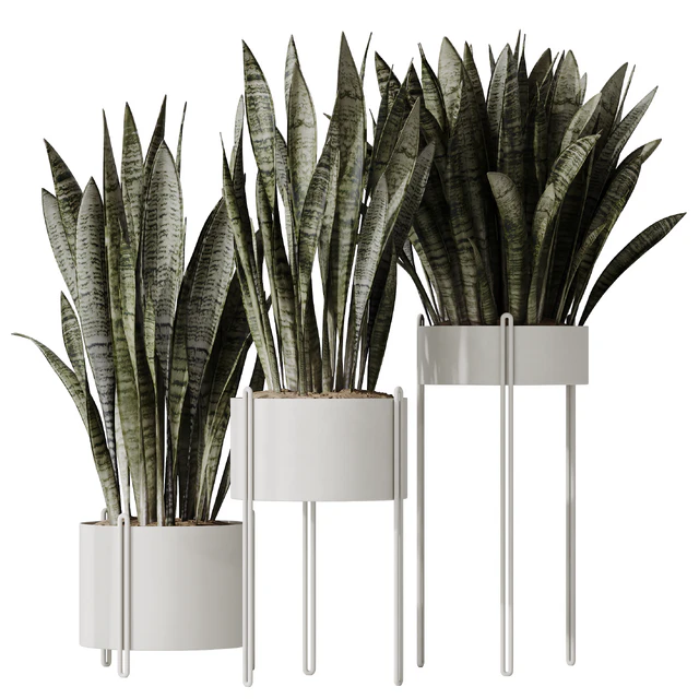 HQ HousePlants Snake Green Sansevieria Trifasciata Robusta — Скачать