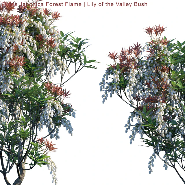 Pieris Japonica Forest Flame | Lily of the Valley Bush — Скачать