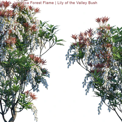 Pieris Japonica Forest Flame | Lily of the Valley Bush — Вид 2