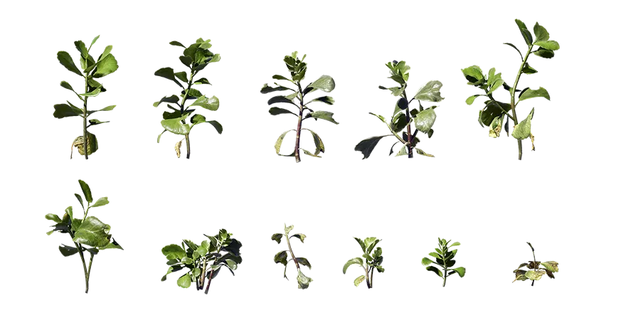 paddle plant 001 — Descargar