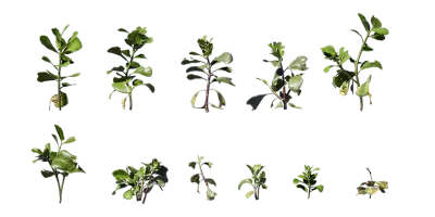 paddle plant 001 — Descargar