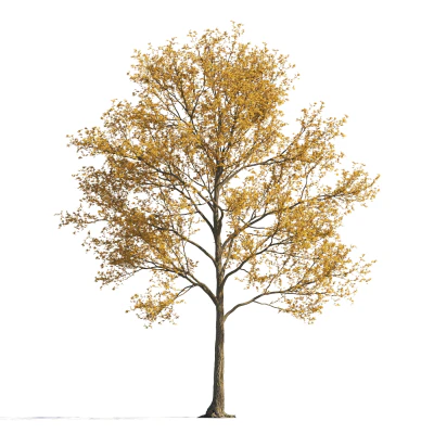 035 autumn — Descargar