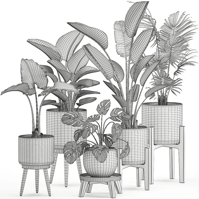 Collection of small plants in white pots on legs with Strelitzia, banana palm, hovea, monstera, alokasia. Set 557. — Descargar