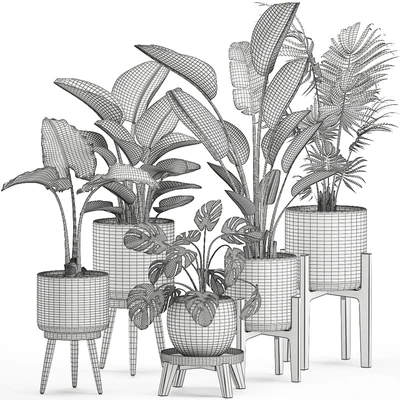 Collection of small plants in white pots on legs with Strelitzia, banana palm, hovea, monstera, alokasia. Set 557. — Ver 5