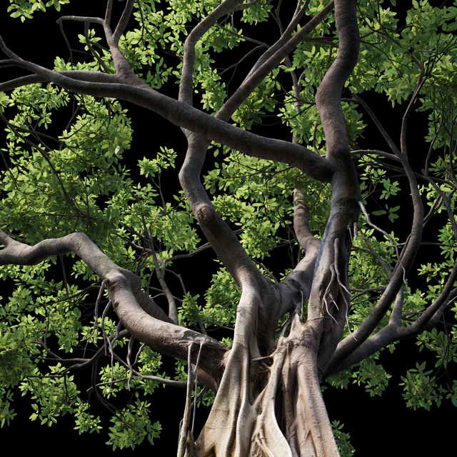 Ficus — Descargar