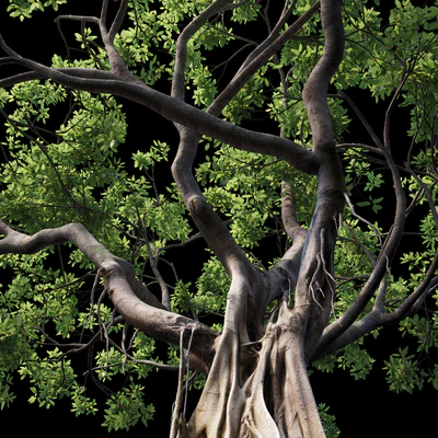 Ficus — Ver 3