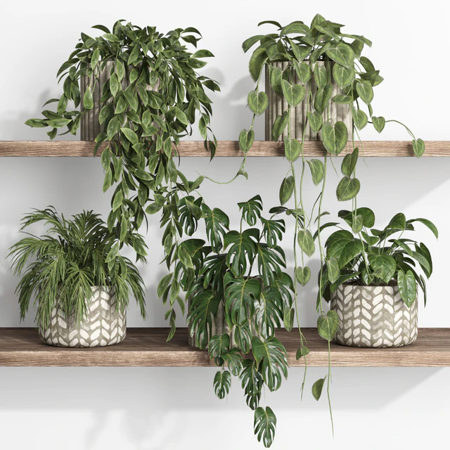plants on shelf 17 — Скачать