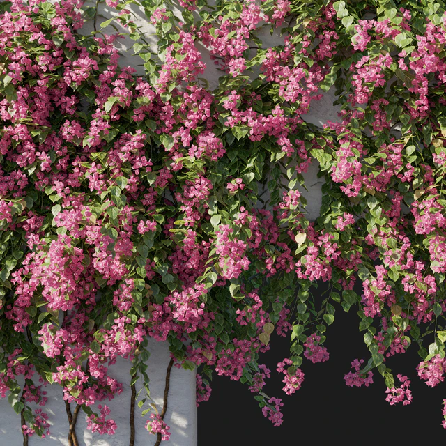 Bougainvillea 02 — Скачать