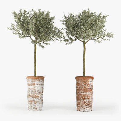 Olive Tree — Вид 1