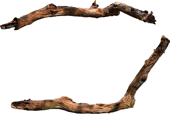 tree branch 013 — Скачать