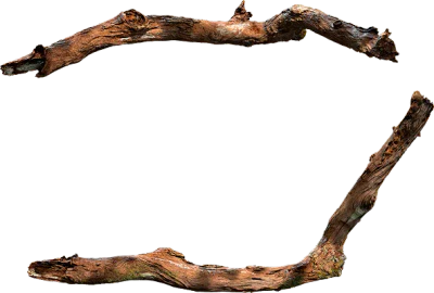 tree branch 013 — Скачать