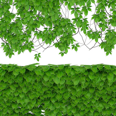 The wall of a girl's grapes. 2 species. v2 — Ver 3