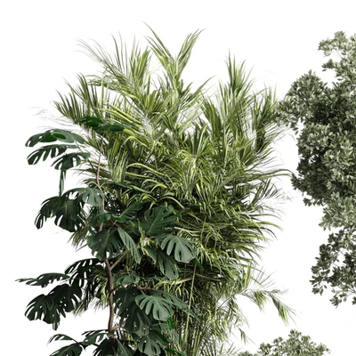 indoor plant set 452 plant bush monstera tree vase dirty concrete — Вид 6