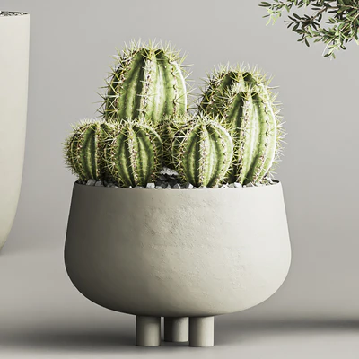 cactus & plant vol 03 — Ver 4