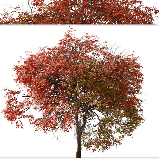 Set of Chinese pistache Tree (Pistacia chinensis) (2 Trees) — Descargar