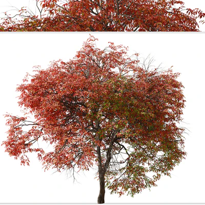 Set of Chinese pistache Tree (Pistacia chinensis) (2 Trees) — Ver 6