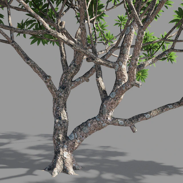 Plumeria 2 — Descargar