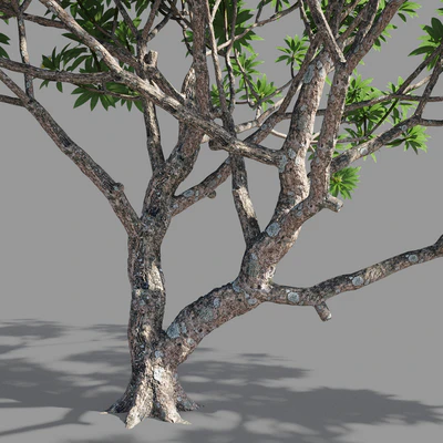 Plumeria 2 — Ver 5