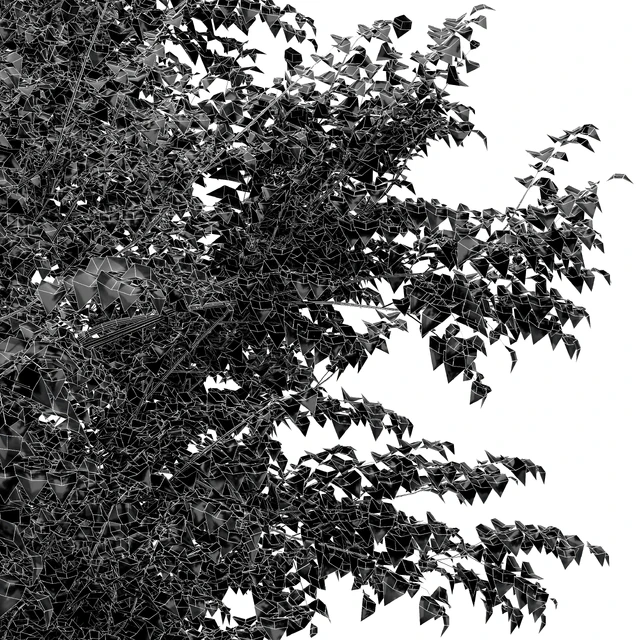 European Beech 2 Trees — Descargar
