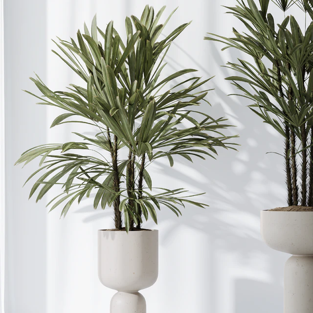 Dracaena Warneckii Lemon and Rhapis Excelsa vases — Скачать