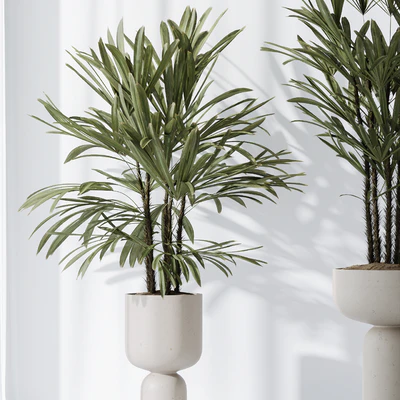 Dracaena Warneckii Lemon and Rhapis Excelsa vases — Вид 6
