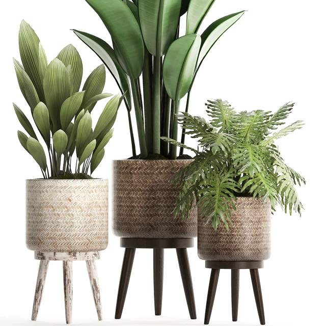 Plant Collection 428. basket, rattan, strelitzia, philodendron, palm grass, indoor plants, scandinavian style, eco design, natural decor — Descargar