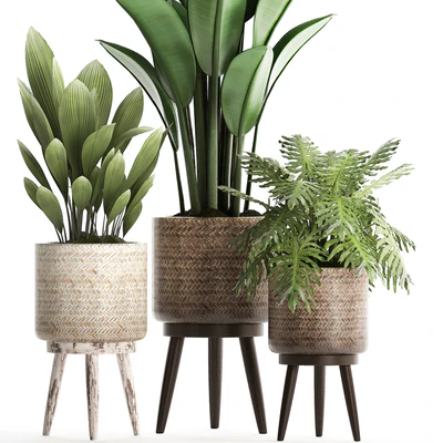 Plant Collection 428. basket, rattan, strelitzia, philodendron, palm grass, indoor plants, scandinavian style, eco design, natural decor — Ver 5