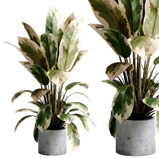 Benjamin Plant - indoor plant set 495 concrete old vase — Descargar