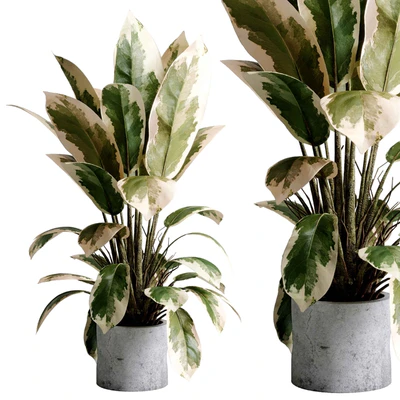 Benjamin Plant - indoor plant set 495 concrete old vase — Ver 1