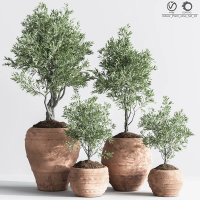 Indoor Plant olive Set 10 — Ver 1