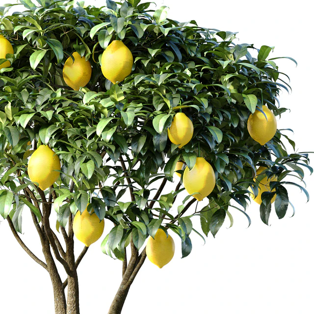 Lemon Tree in a potted flowerpot. Ornamental Citrus Indoor plant — Descargar