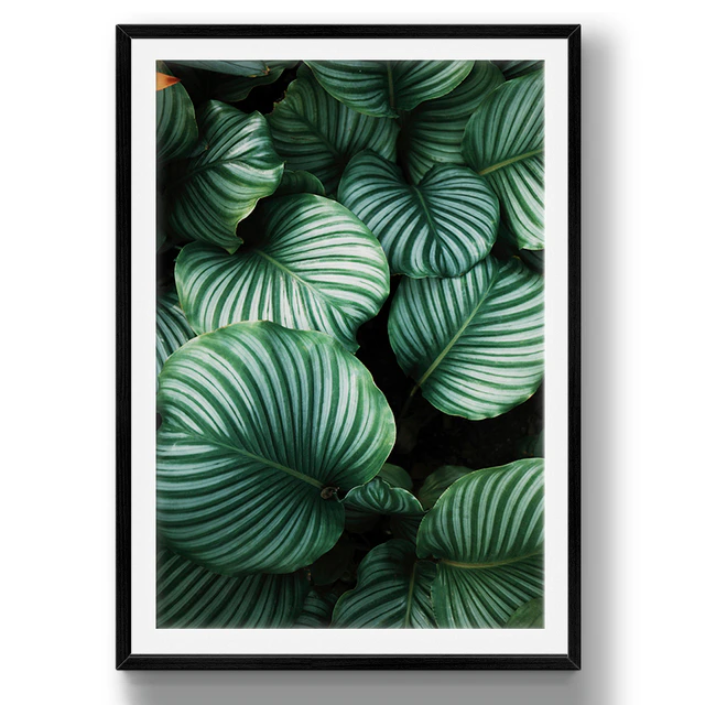 Tropical leaves | set 26 — Descargar