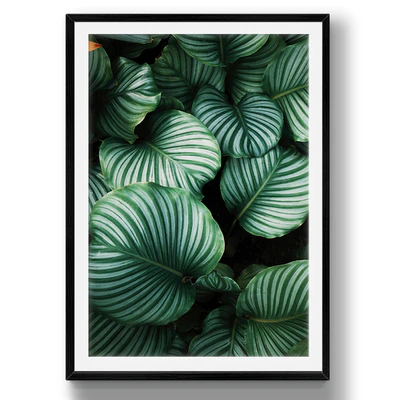 Tropical leaves | set 26 — Ver 2