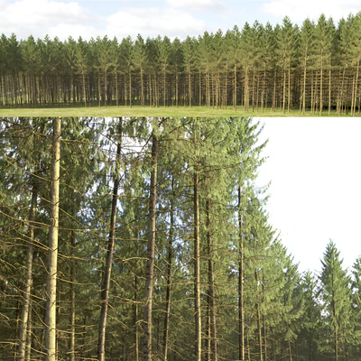 Spruce — Ver 5
