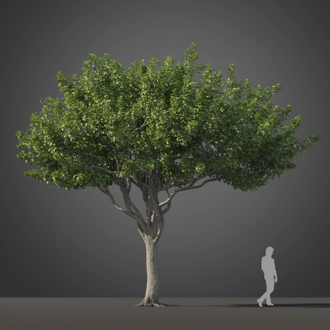 subtropical trees 028 — Скачать