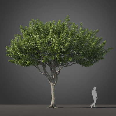 subtropical trees 028 — Скачать