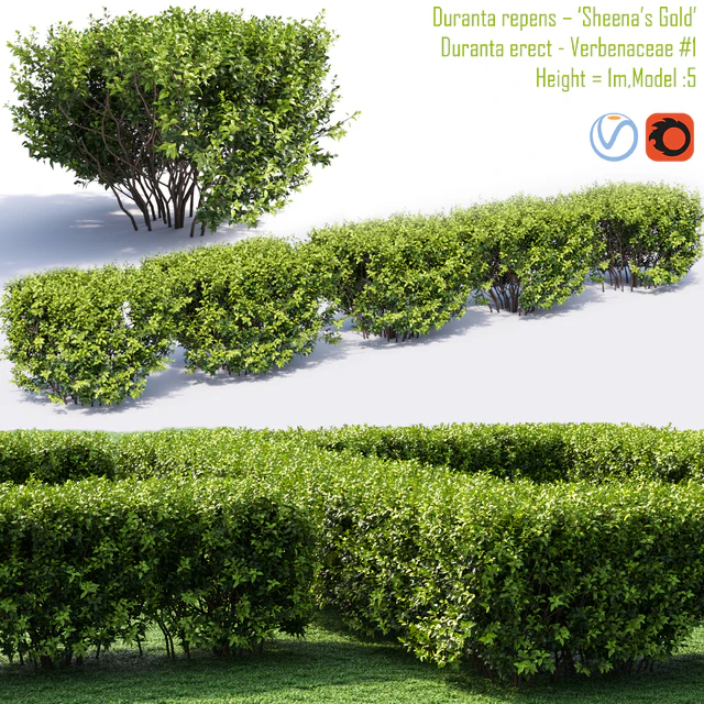 Duranta repens - 'Sheena's Gold'- Duranta erect # 1 — Descargar